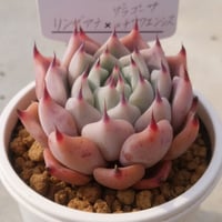 38.リンゼアナ×（ザラゴーサ×チワワエンシス）
