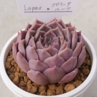 39.Lapaz×コロラータルーフ