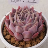 33.Lapaz×コロラータルーフ