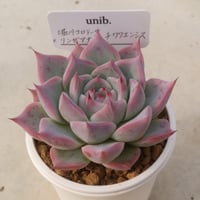 14.（堀川コロラータ×リンゼアナ）×チワワエンシス