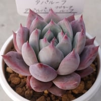 1.タパルーフ