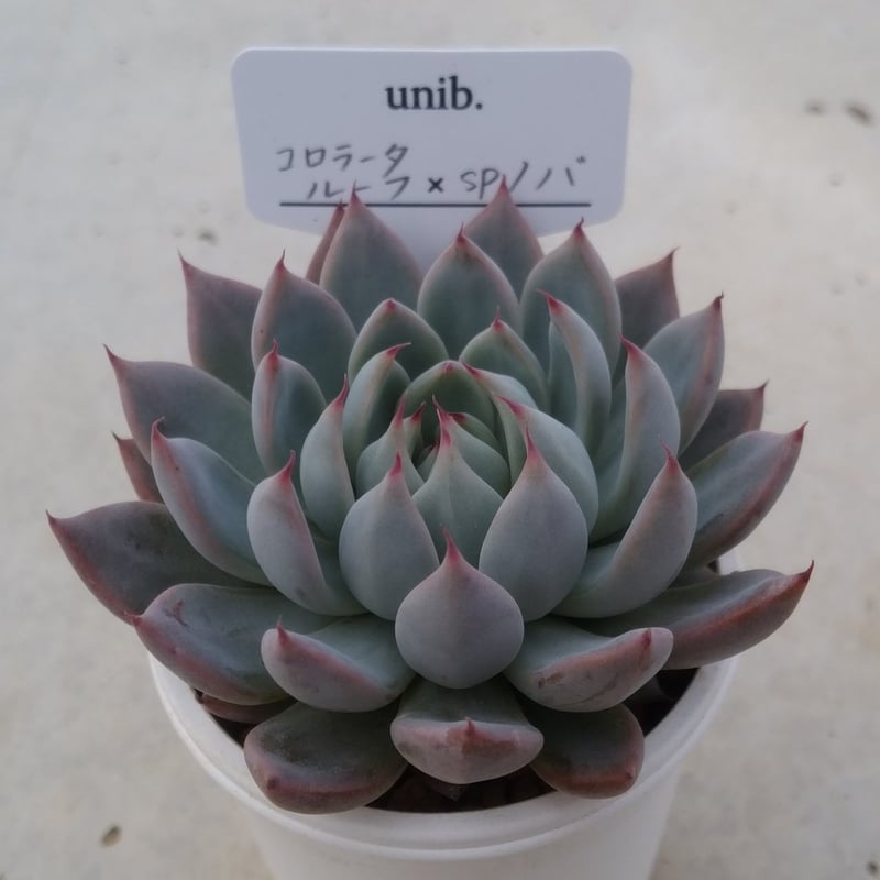 ⑦ エケベリア コロラータ 5種×20粒＝100粒＋α＋20粒 ルーフ