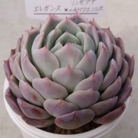 ユニベ unib. コロラータルーフ×Lapaz 希少 レア 札付き 入手困難 ユニベ unib. コロラータルーフ×Lapaz 希少 レア 札付き 入手困難