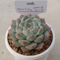 11.アルバミニ×コロラータルーフ