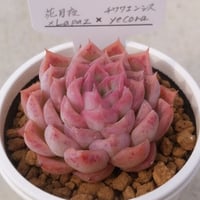 11.（花月夜×Lapaz）×チワワエンシスyecora