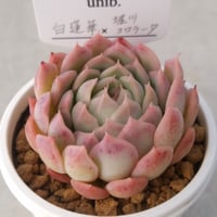 5.白蓮華×堀川コロラータ