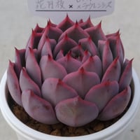3.花月夜×（ロメオ×ラウレンシス）