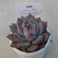 39.Lapaz×コロラータルーフ | unib.(ユニべ) 39.Lapaz×コロラータルーフ | unib.(ユニべ)