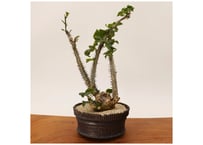【山中勇人×TRAID】タイプB浅鉢5号＋Adenia aculeata