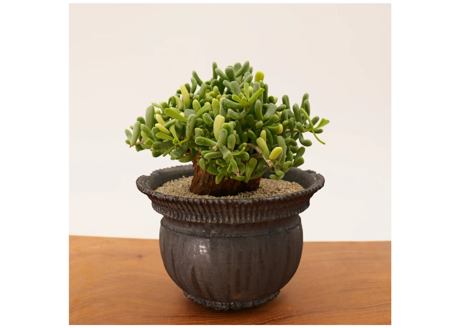 69fdc1ae6dd9a916b8f52472
