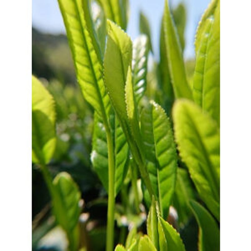 ≪オンラインショップ限定≫HO(ホ)【厳選 深緑】2026新茶 深蒸し煎茶