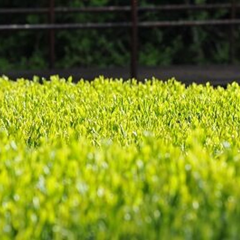 ≪オンラインショップ限定≫HO(ホ)【厳選 深緑】2026新茶 深蒸し煎茶