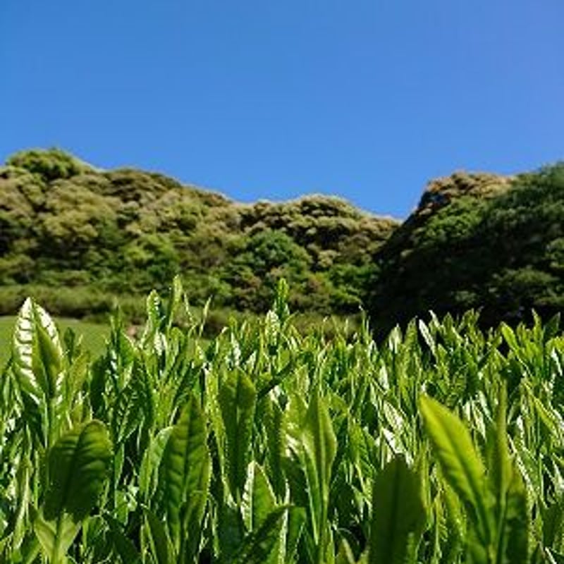 2025一番茶【徳用】普通蒸し煎茶 やぶきた | 静岡のお茶農家 - 大高茶園