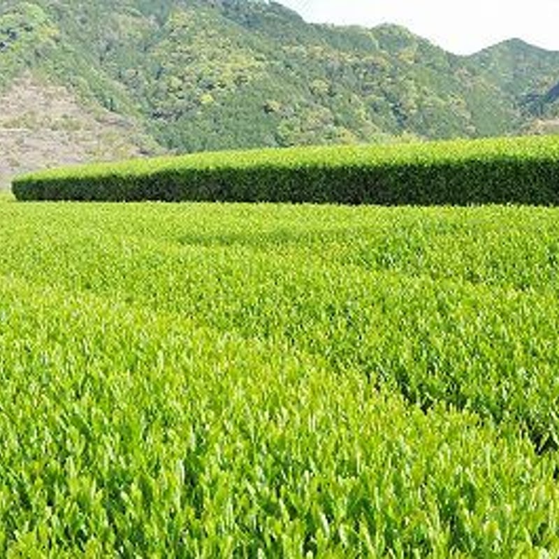 2026新茶【春陽】普通蒸し煎茶 やぶきた | 静岡のお茶農家 - 大高茶園
