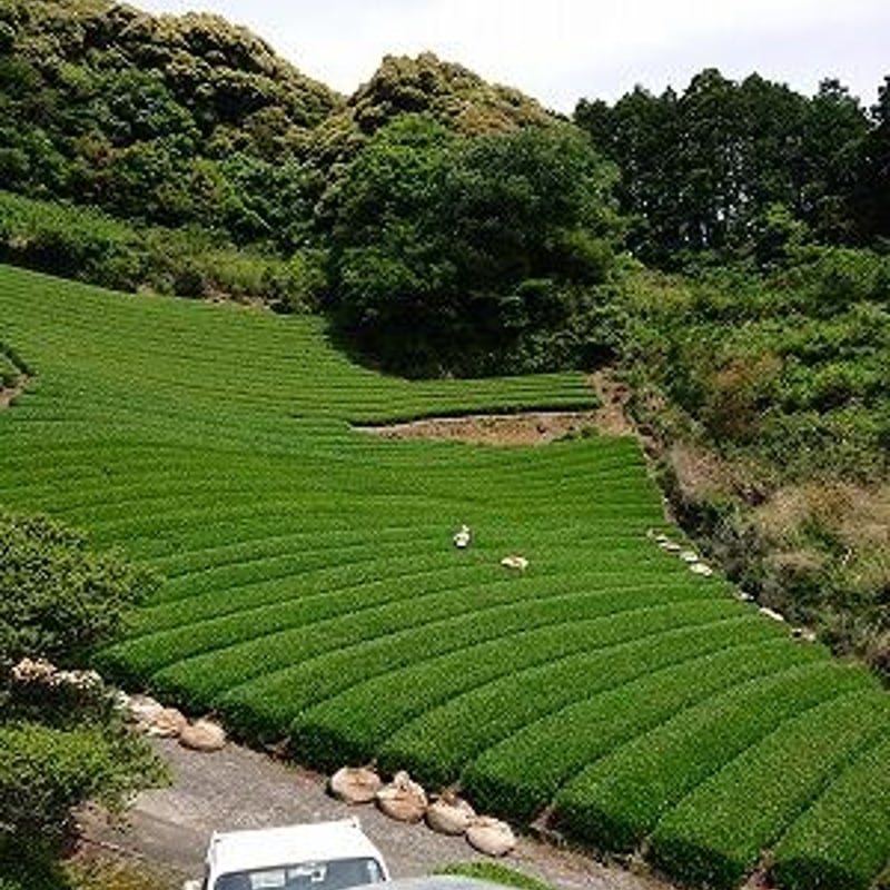 2026新茶【薫風の茎】棒茶 やぶきた | 静岡のお茶農家 - 大高茶園