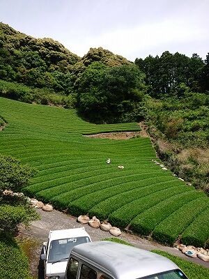 2026新茶【薫風の茎】棒茶 やぶきた | 静岡のお茶農家 - 大高茶園