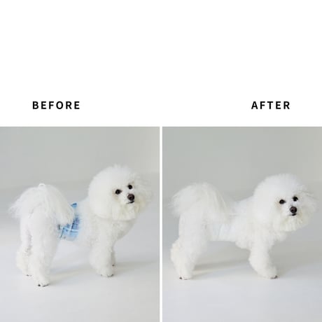 ビションのマナーベルト