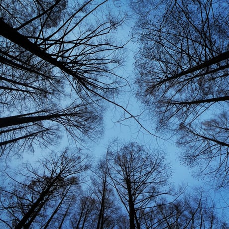 2Lサイズオリジナル写真プリント「木々を見上げて」