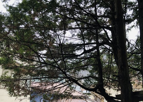 Nagano Drops　～ sawara ～　5ml