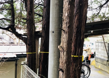 Nagano Drops　～ sawara ～　5ml