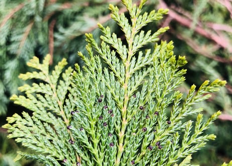 Nagano Drops　～ sawara ～　5ml