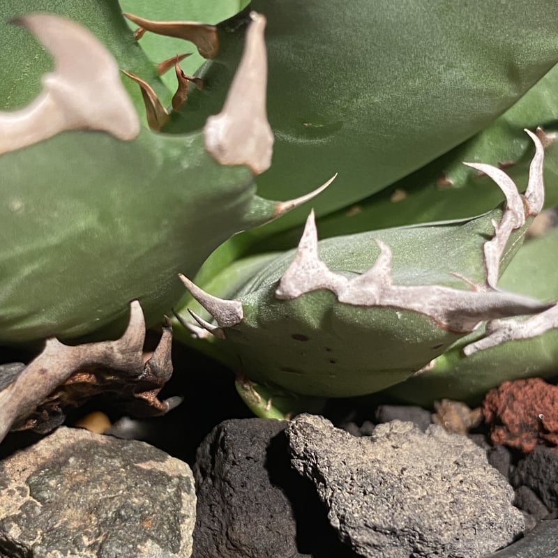 アガベ チタノタ CJ special OC 子株2 子株】 アガベ チタノタ CJ special【大白鯊タイプ】 | RAINBOW PLANTS