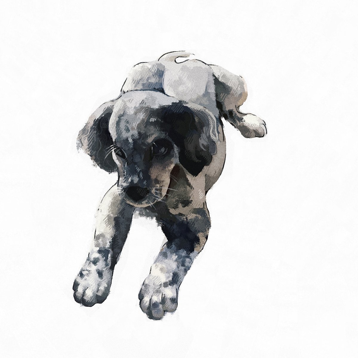 ペット似顔絵 ペットの似顔絵 | kmk art shop