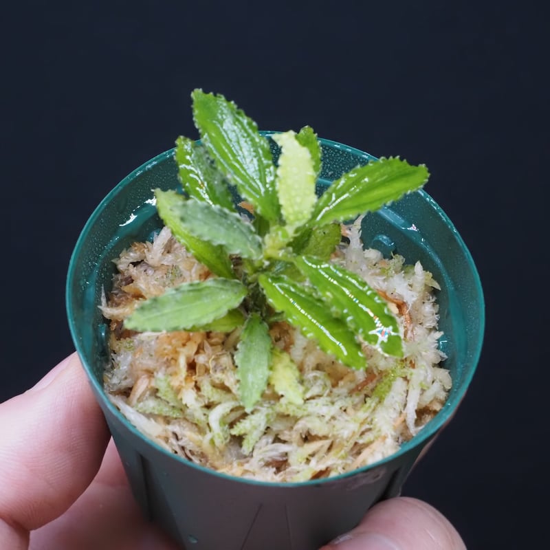19,Homalomena sp. 