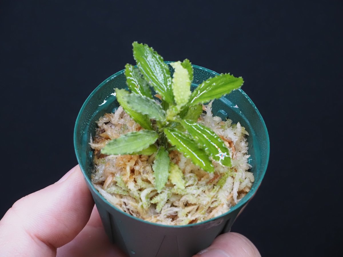 Homalomena sp.\