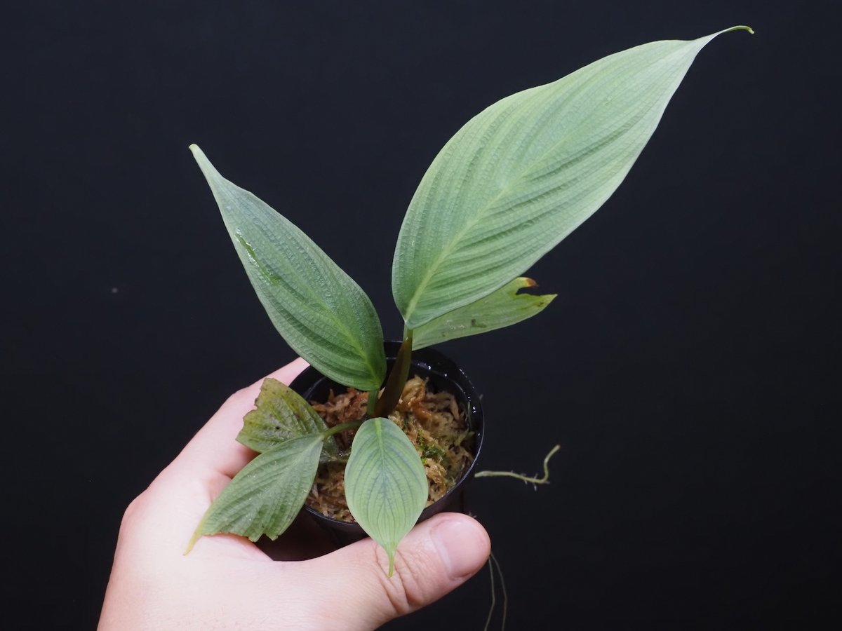 Bidayuha Crassispatha Kalimantan Barat子株 Bidayuha crassispatha Kalimantan Barat K0825 – 熱帯植物.com