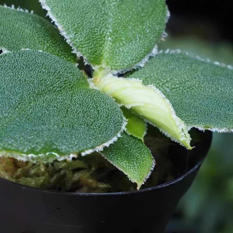 Homalomena sp. Riau Sumatera K0625-3 | KZT