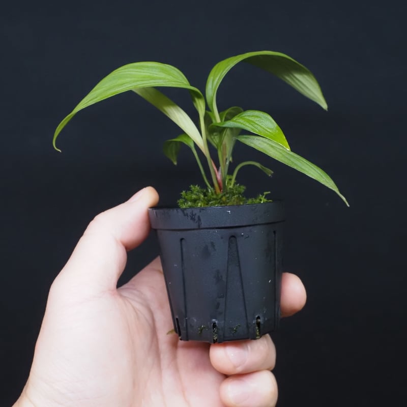 Homalomena rusdii Riau Sumatera K0625-6 【公式通販】