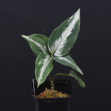 aglaonema | STORES