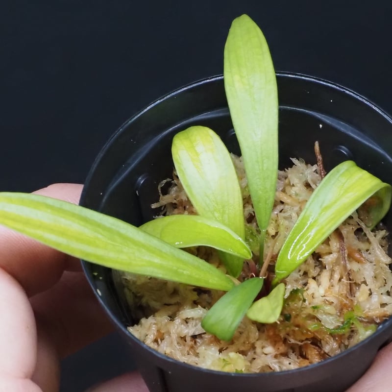 Homalomena anthurioides 【TB2303】TB正規タグ付き 8,Homalomena anthurioides Sumatera utara TB F1