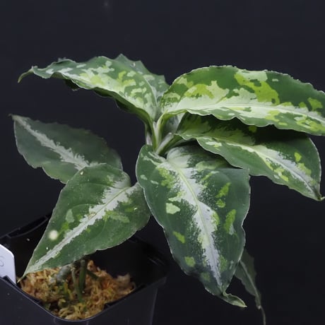 aglaonema | STORES