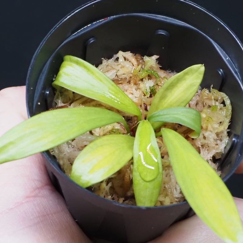 Homalomena anthurioides 【TB2303】TB正規タグ付き 8,Homalomena anthurioides Sumatera utara TB F1