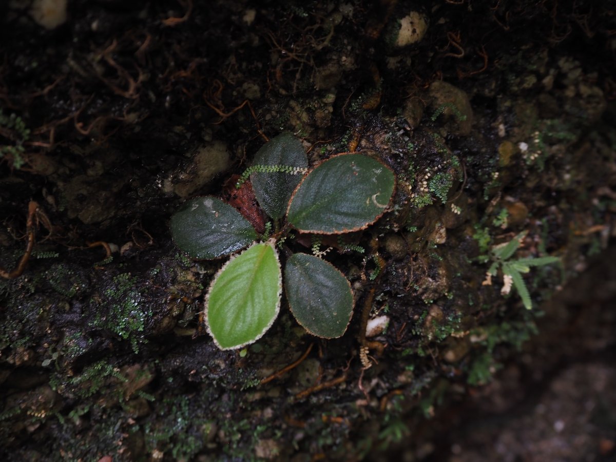 Homalomena sp. Riau Sumatera K0625-3 | KZT