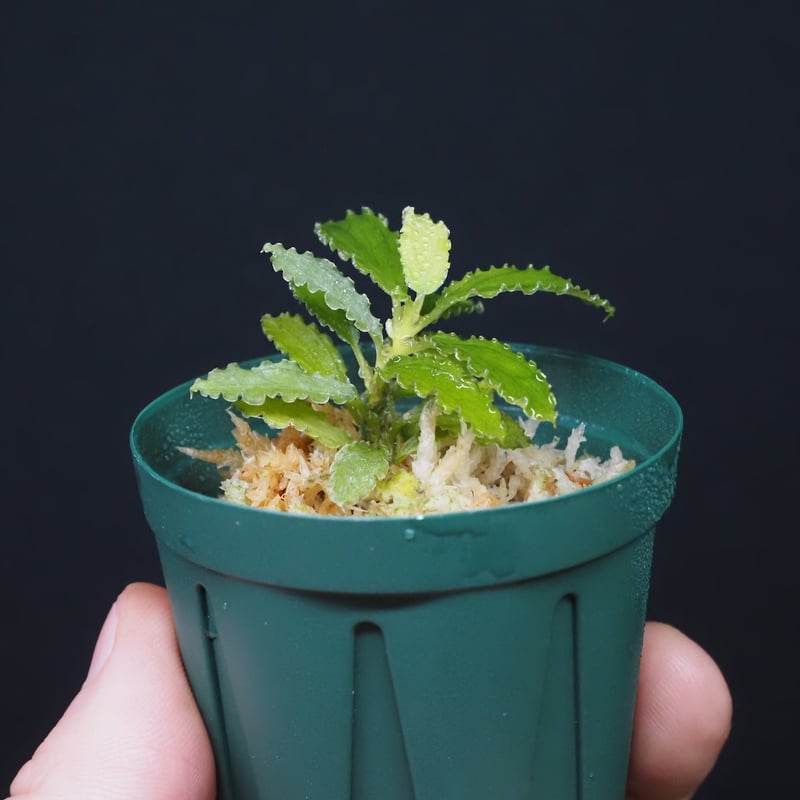 19,Homalomena sp. 