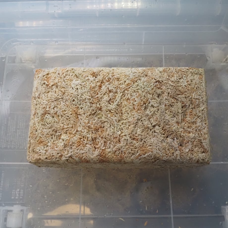 150g AAAAAニュージーランド産 水苔5A | KZT