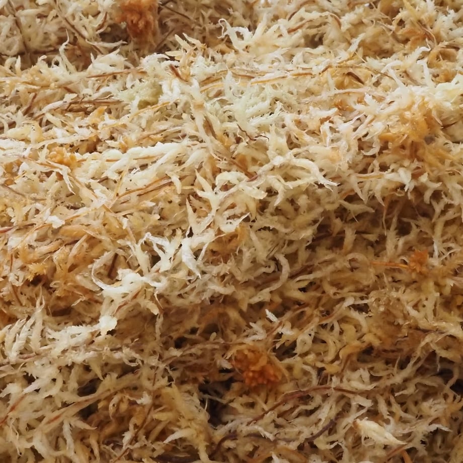 150g AAAAAニュージーランド産 水苔5A | KZT