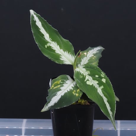 aglaonema | STORES