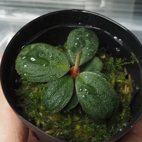 Homalomena 月輪×LR 正規タグ付き Homalomena 月輪×LR 正規タグ付き