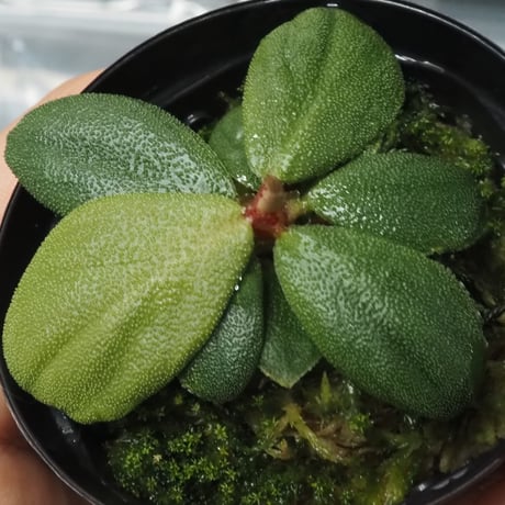 ホマロメナ | STORES