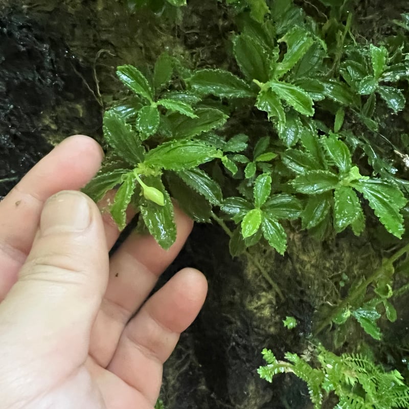 19,Homalomena sp. 