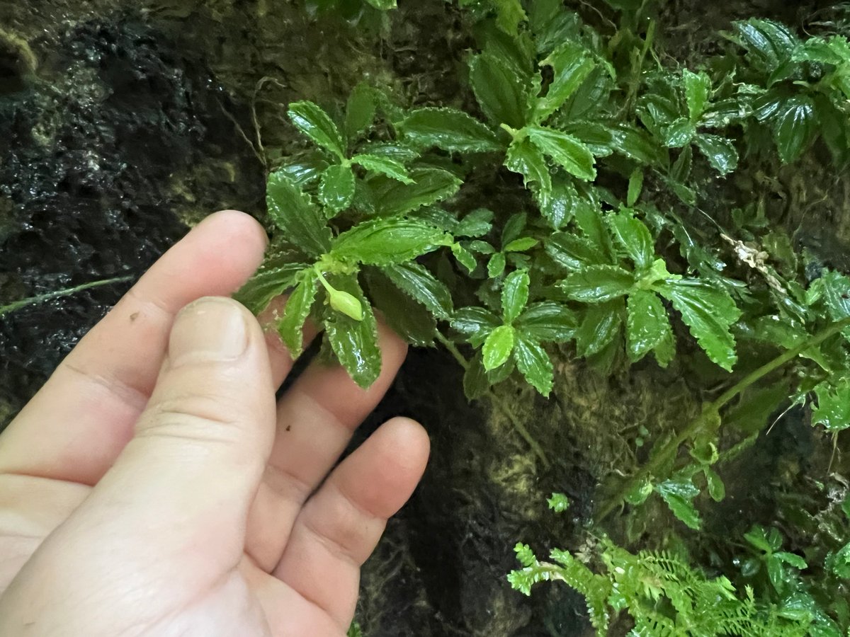 19,Homalomena sp. 