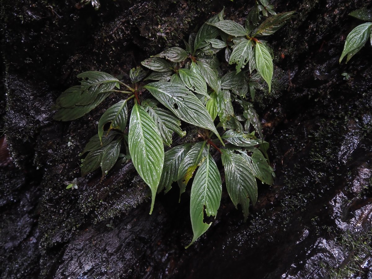 Bidayuha Crassispatha Kalimantan Barat子株 Bidayuha crassispatha Kalimantan Barat - メルカリ