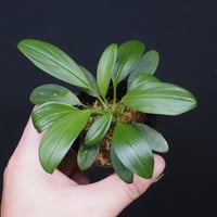 HOMALOMENA HYBRID Rec115-02 F2 | KZT