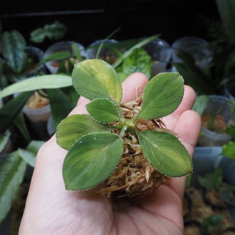 ホマロメナ | STORES