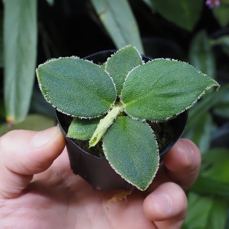 Homalomena 月輪×LR 正規タグ付き Homalomena 月輪×LR 正規タグ付き 【公式通販】