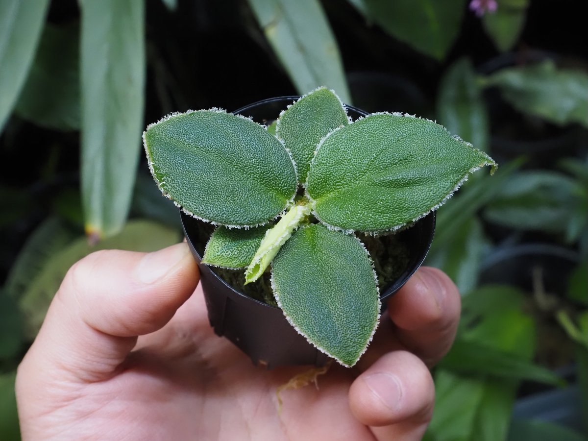 Homalomena sp. Riau Sumatera K0625-3 | KZT